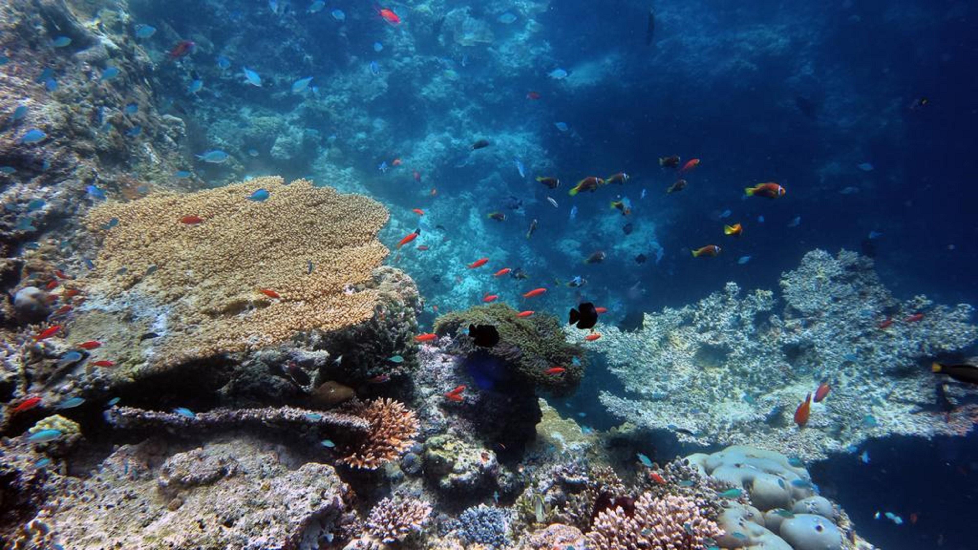 Stingray Beach Inn Maafushi Exterior foto